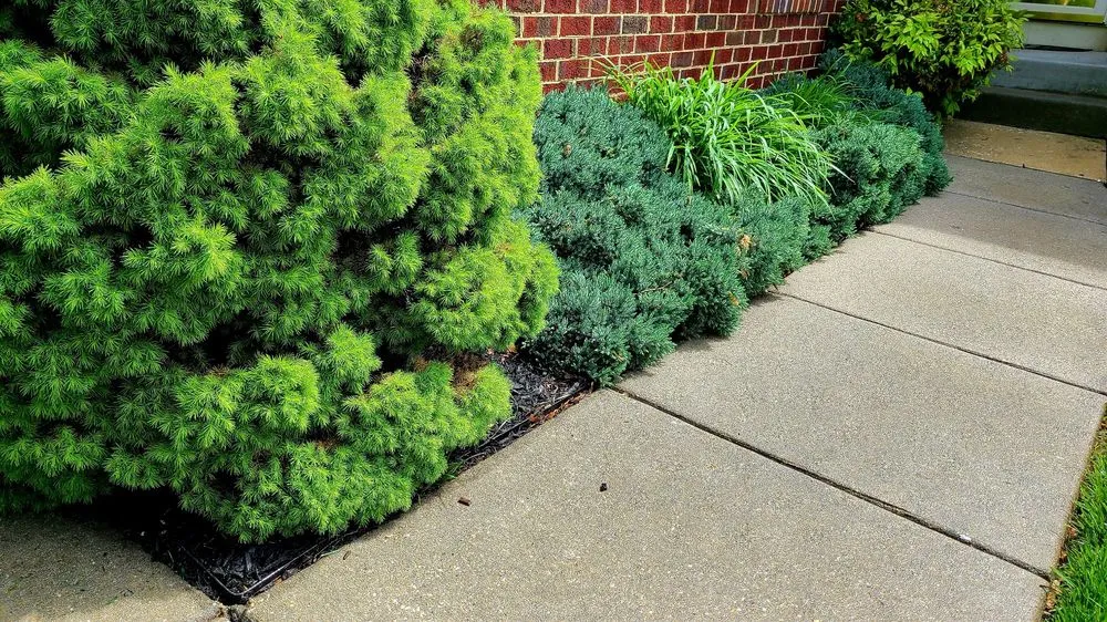 Top-rated yard cleanup service in Reisterstown, MD by Carl's Lawn Care & Landscaping
