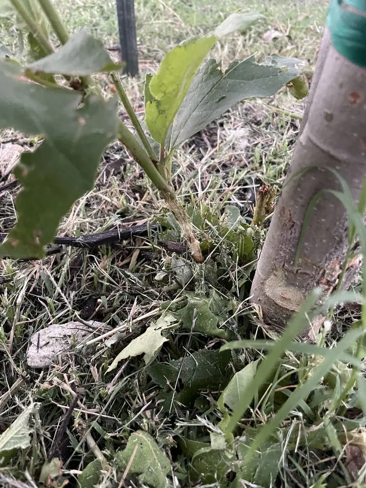 Affordable outdoor landscaping for beautiful yards in Austin, TX by Carl's Lawn Services