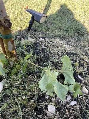 Carl's Lawn Services Logo