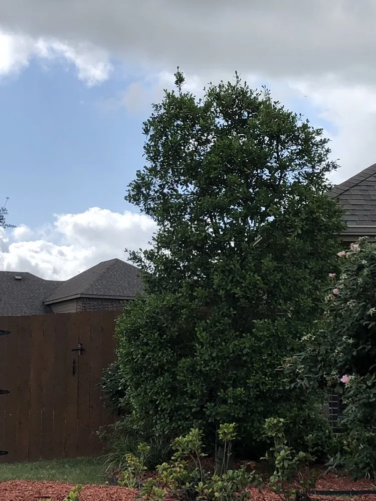 Professional landscape design near you across Terrell, TX - Carl's Tree Service