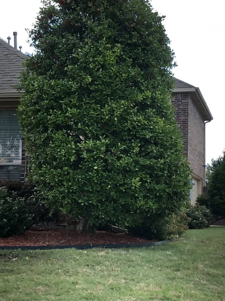 Reliable landscape design in Terrell, TX - Carl's Tree Service