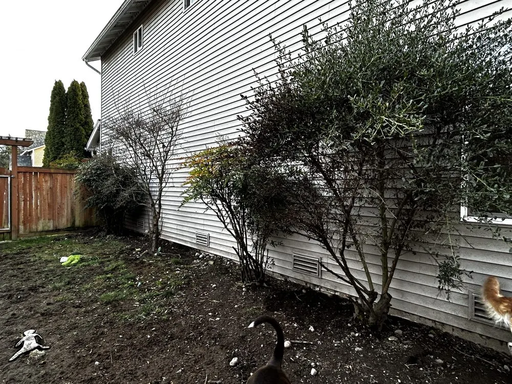 Professional yard cleanup service in Everett, WA by Carmelo Landscape