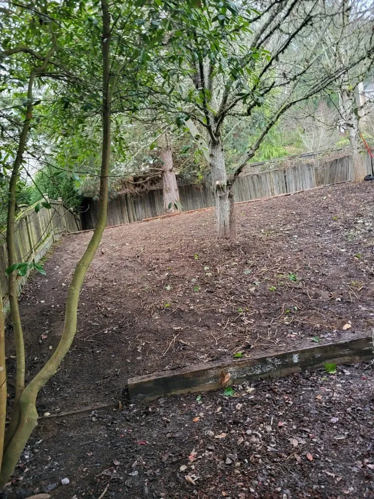 Expert yard cleanup service in Everett, WA by Carmelo Landscape