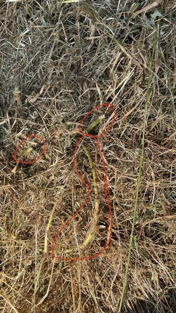 Affordable garden landscaping in Everett, WA - Carmelo Landscape