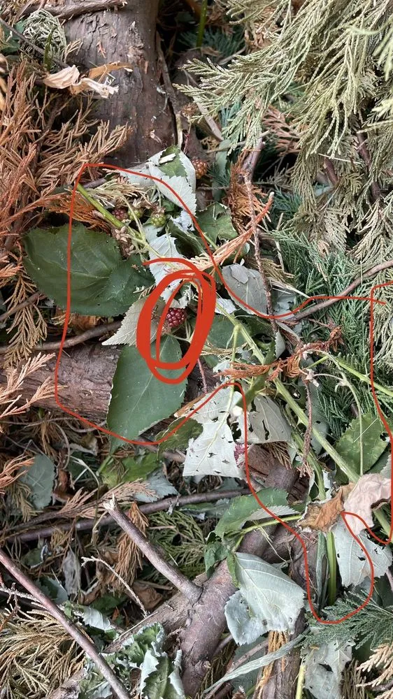 Affordable landscape design in Everett, WA - Carmelo Landscape