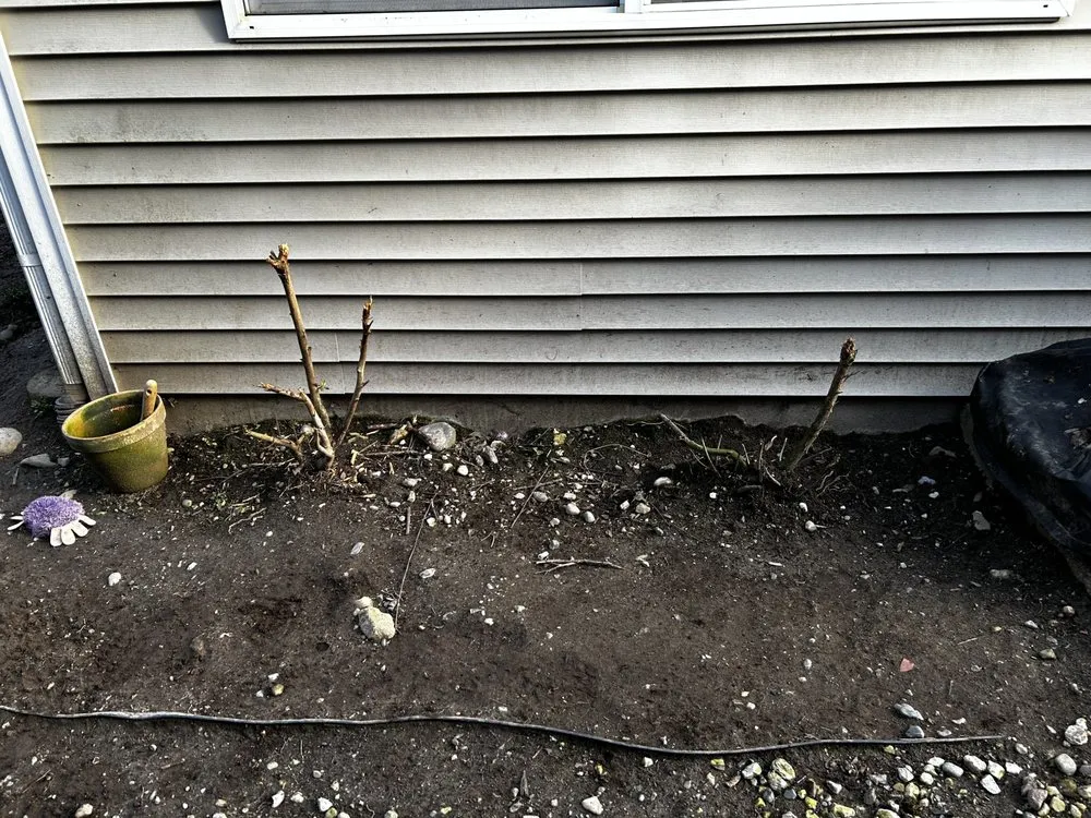 Custom yard cleanup service in Everett, WA - Carmelo Landscape