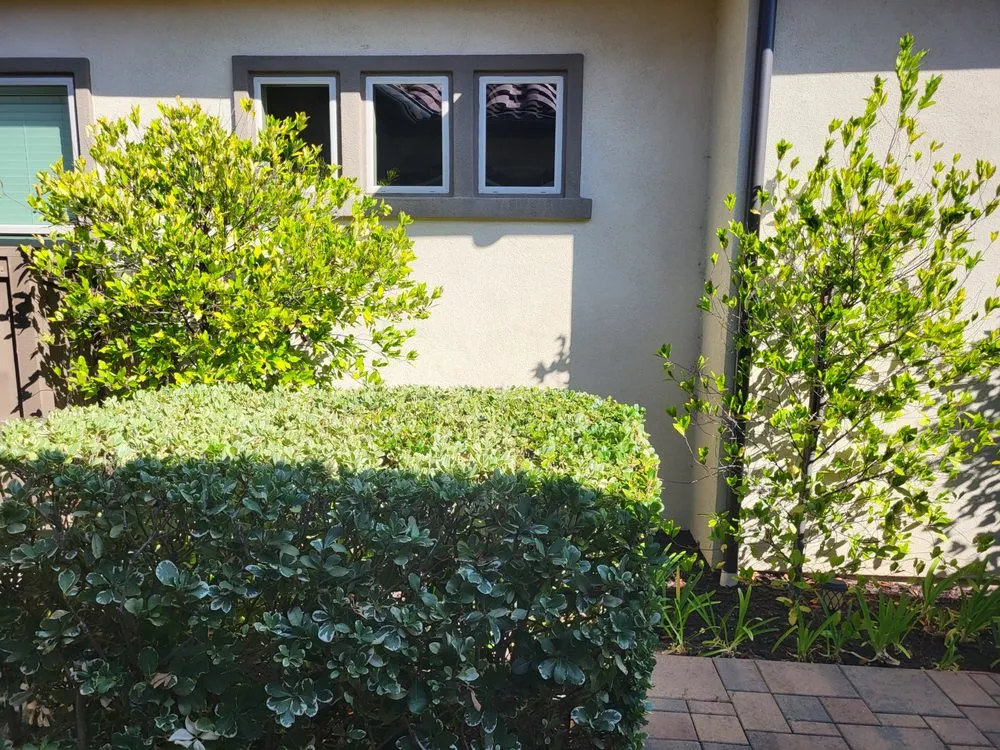 Affordable lawn care service experts serving Escondido, CA - Carmelo's Crew Landscaping