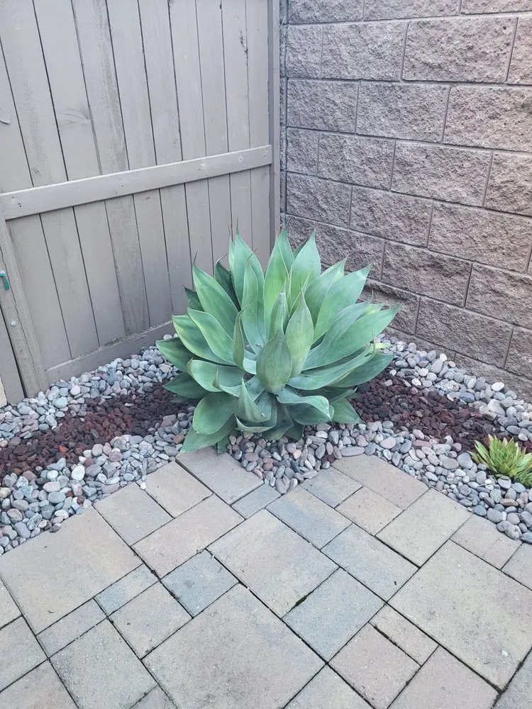 Local yard maintenance for outdoor upgrades across Escondido, CA - Carmelo's Crew Landscaping