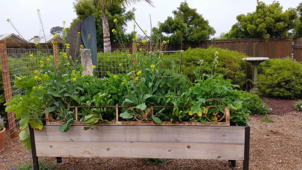 Reliable landscaping services in Morro Bay, CA - Carmichael Environmetal