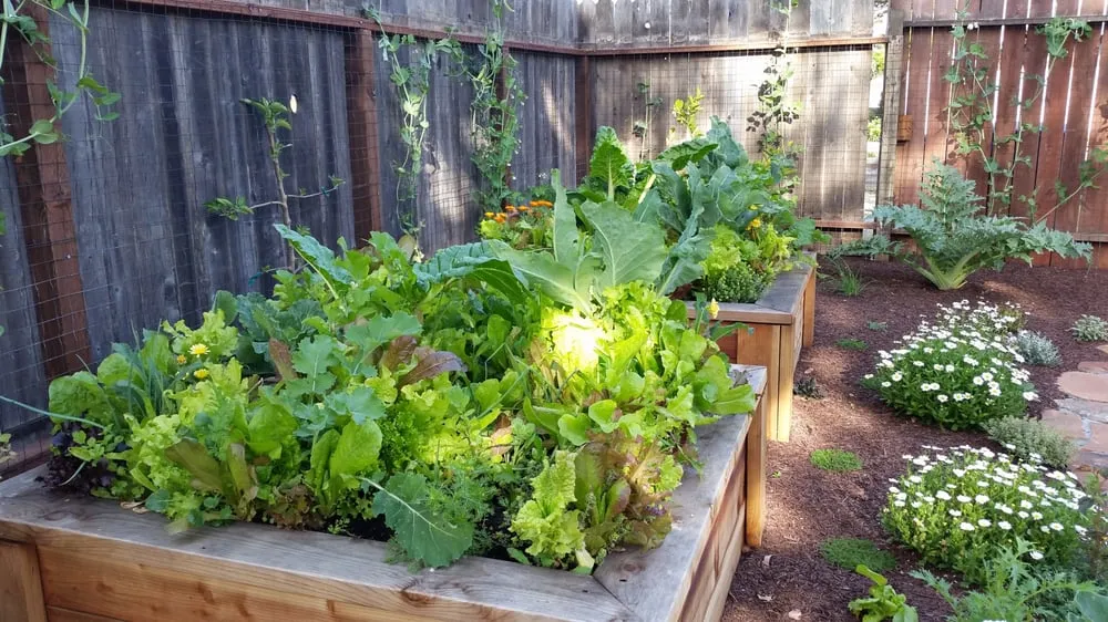 Custom yard cleanup service experts serving Morro Bay, CA - Carmichael Environmetal