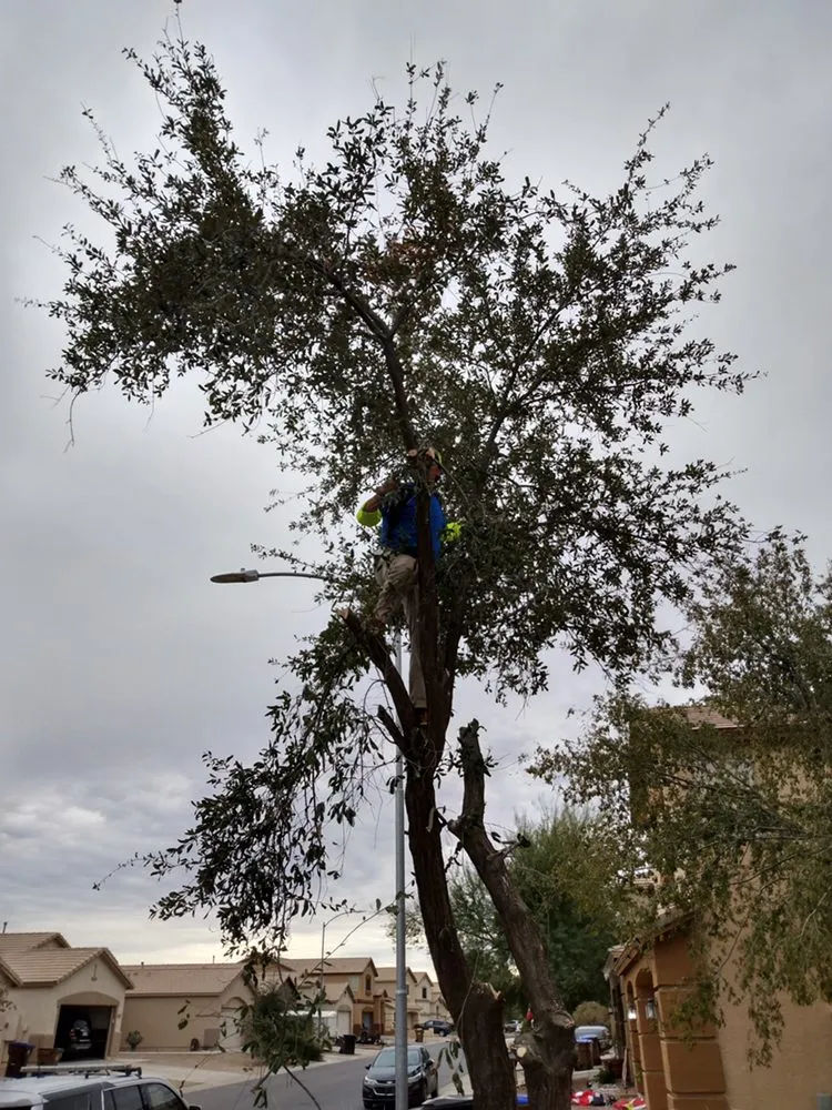 Expert garden landscaping experts serving Coolidge, AZ - Carmona Landscaping