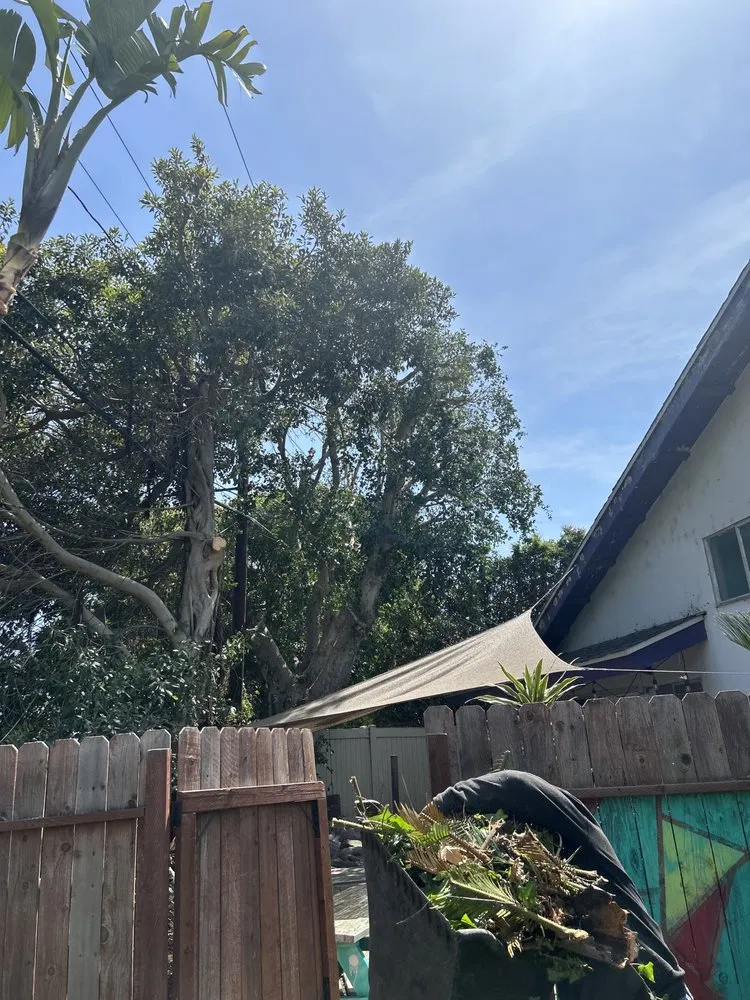 Top-rated residential landscaping in Long Beach, CA by Carmona tree care