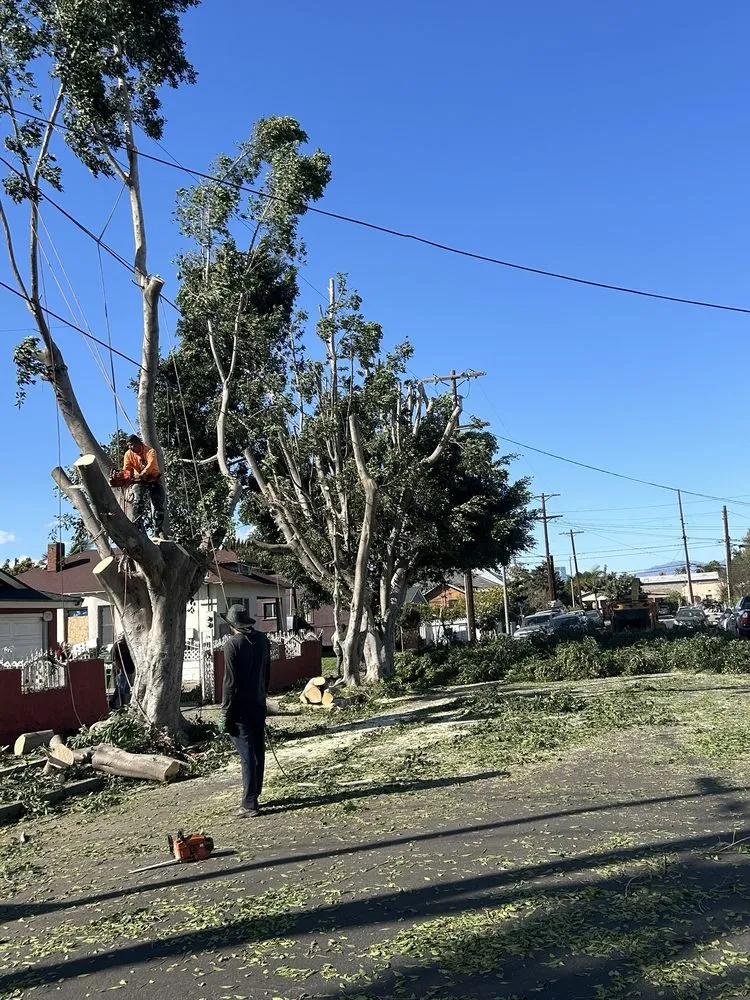 Professional yard maintenance in Long Beach, CA - Carmona tree care