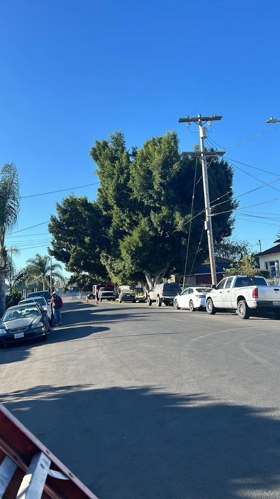 Affordable lawn mowing service in Long Beach, CA - Carmona tree care