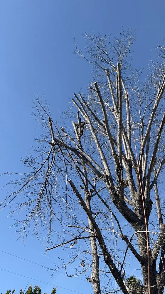 Local lawn mowing service in Long Beach, CA by Carmona tree care