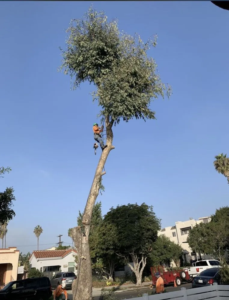 Custom lawn mowing service experts serving Long Beach, CA - Carmona tree care