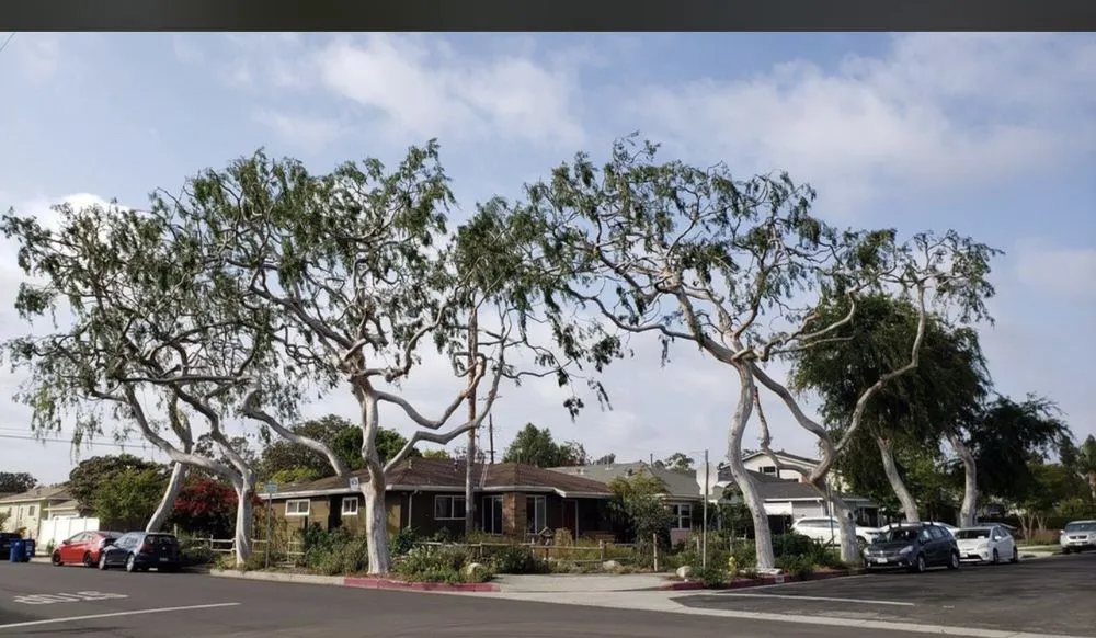 Professional lawn mowing service for residential properties in Long Beach, CA by Carmona tree care