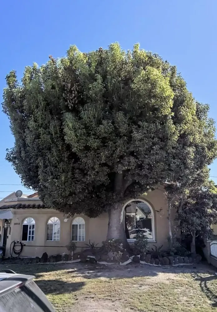 Trusted landscaping services experts serving Long Beach, CA - Carmona tree care