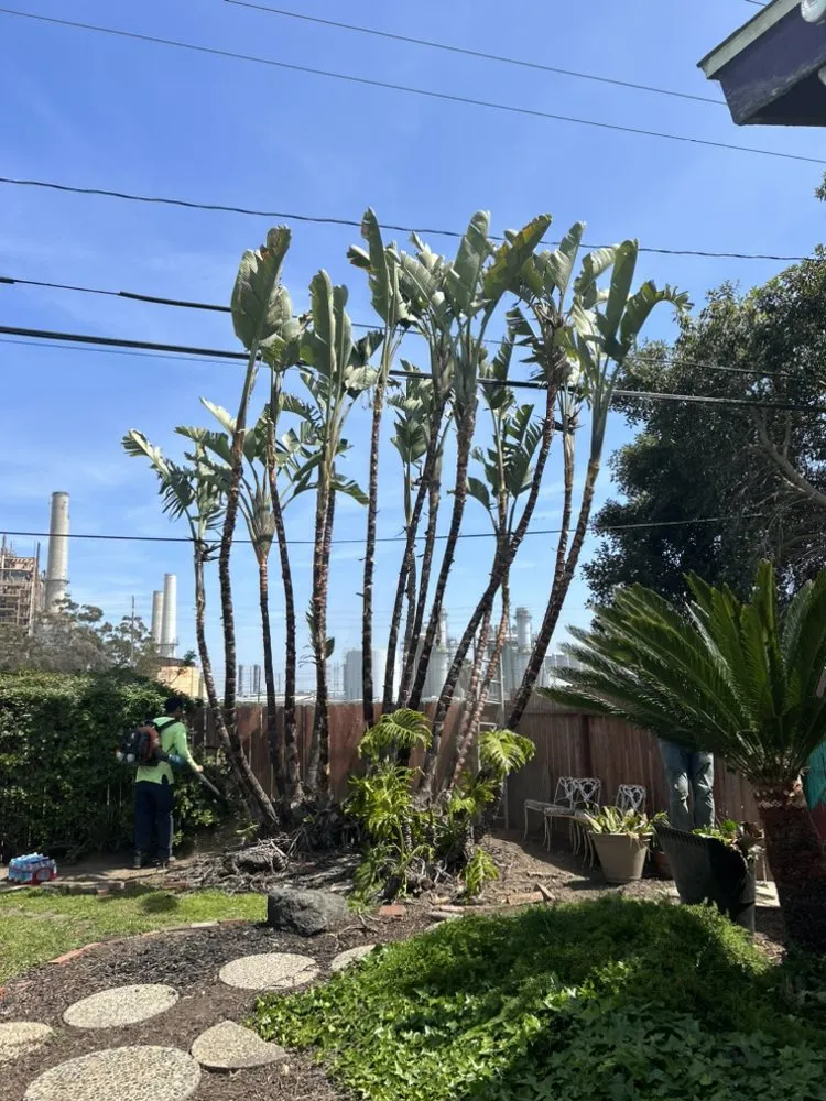 Trusted outdoor landscaping near you across Long Beach, CA - Carmona tree care