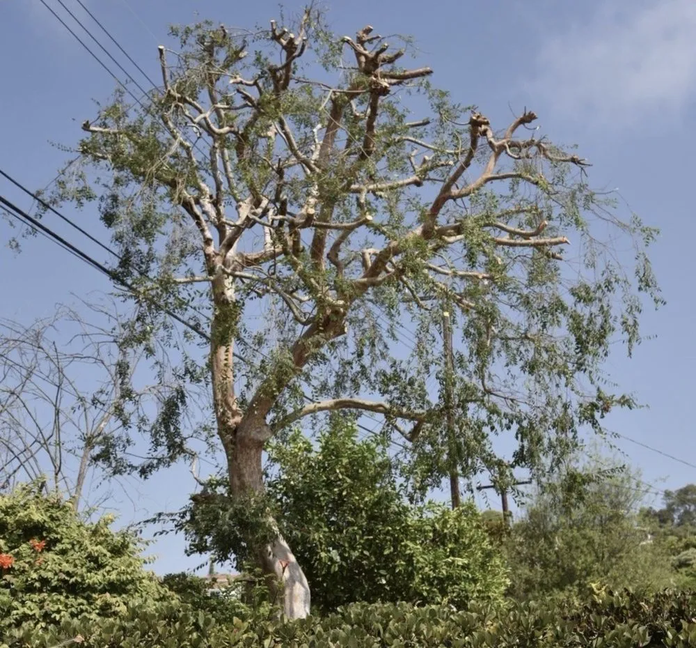 Reliable landscaping services for beautiful yards across Long Beach, CA - Carmona tree care