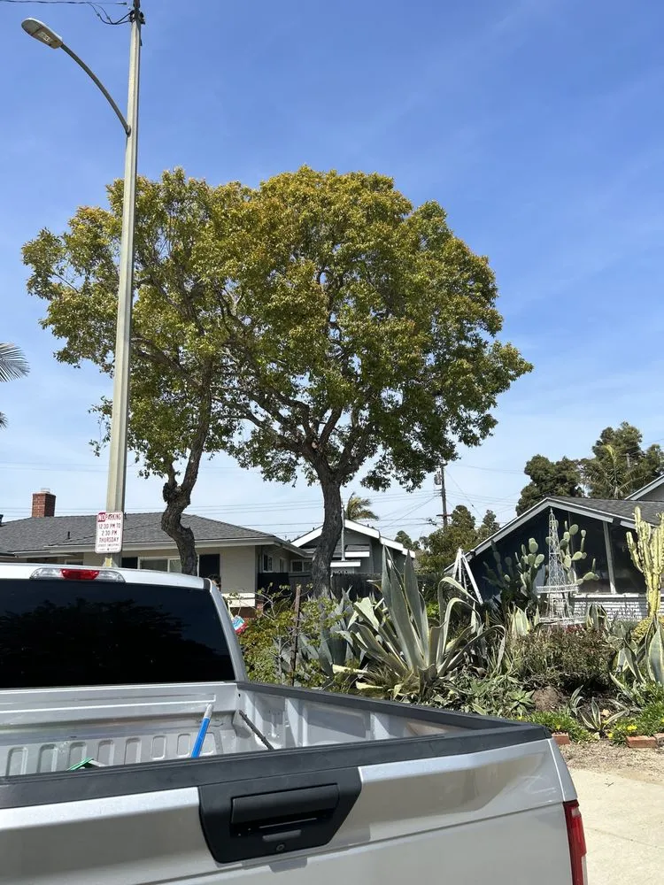 Custom yard maintenance experts serving Long Beach, CA - Carmona tree care