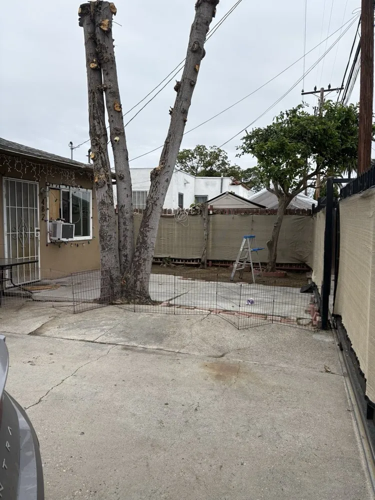 Affordable landscape design in Long Beach, CA - Carmona tree care