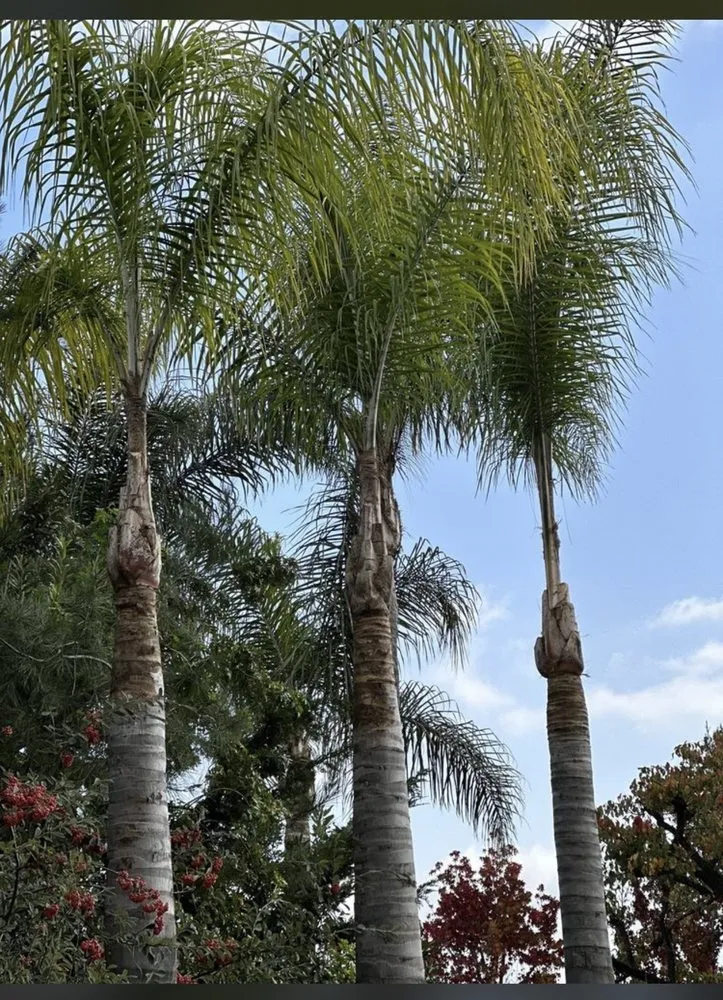 Professional landscape design near you across Long Beach, CA - Carmona tree care