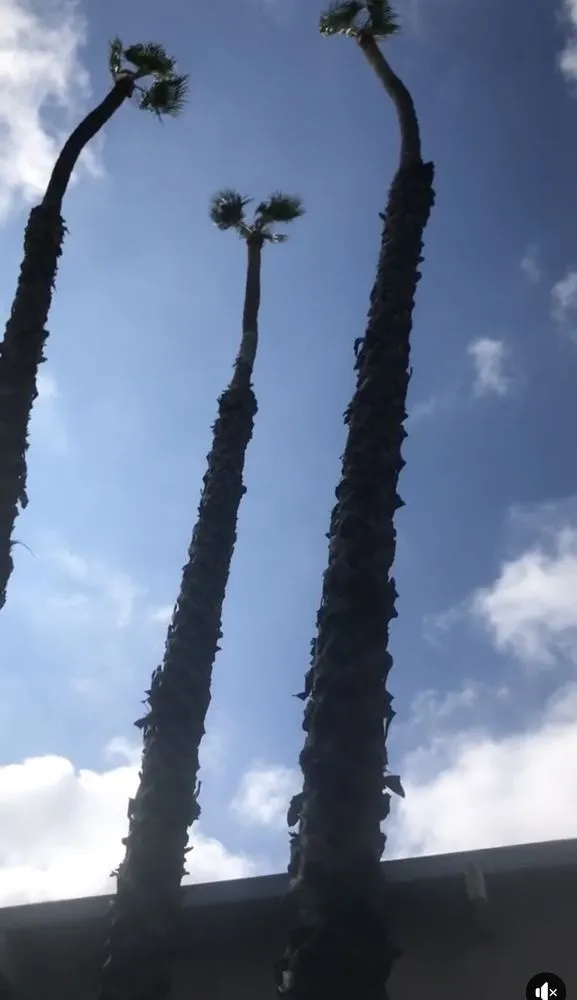 Local landscaping services in Long Beach, CA - Carmona tree care