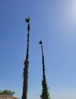 Carmona tree care Logo