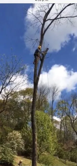 Affordable yard cleanup service in Ruckersville, VA - Carmona's Lawn Care & Tree Services