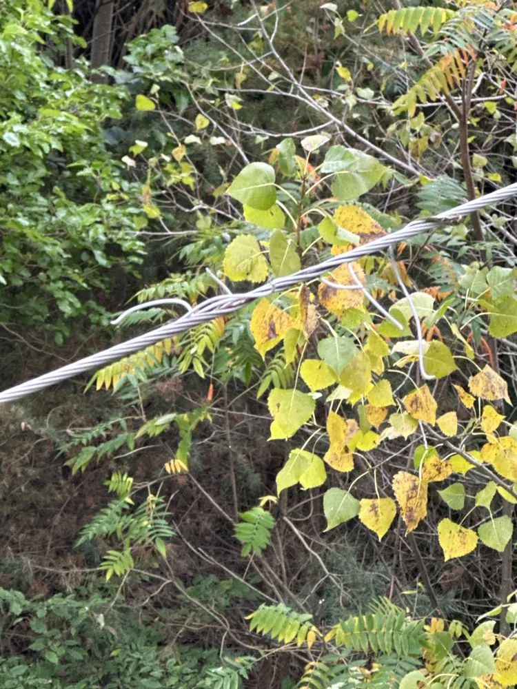 Expert yard maintenance in De Leon Springs, FL - Caro Advance Services