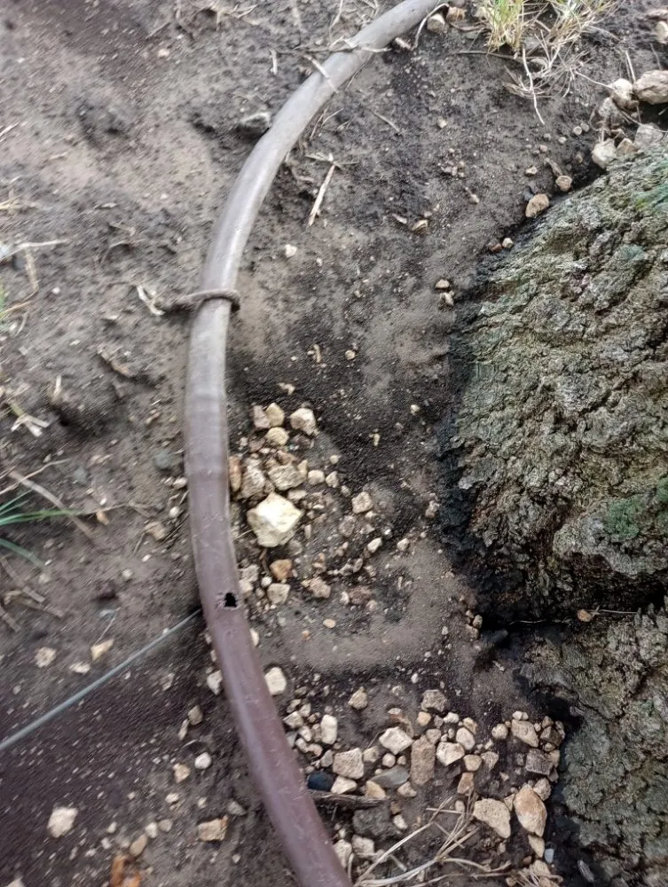 Professional lawn care service experts serving Frisco, TX - Carol Anns Landscape and Irrigation