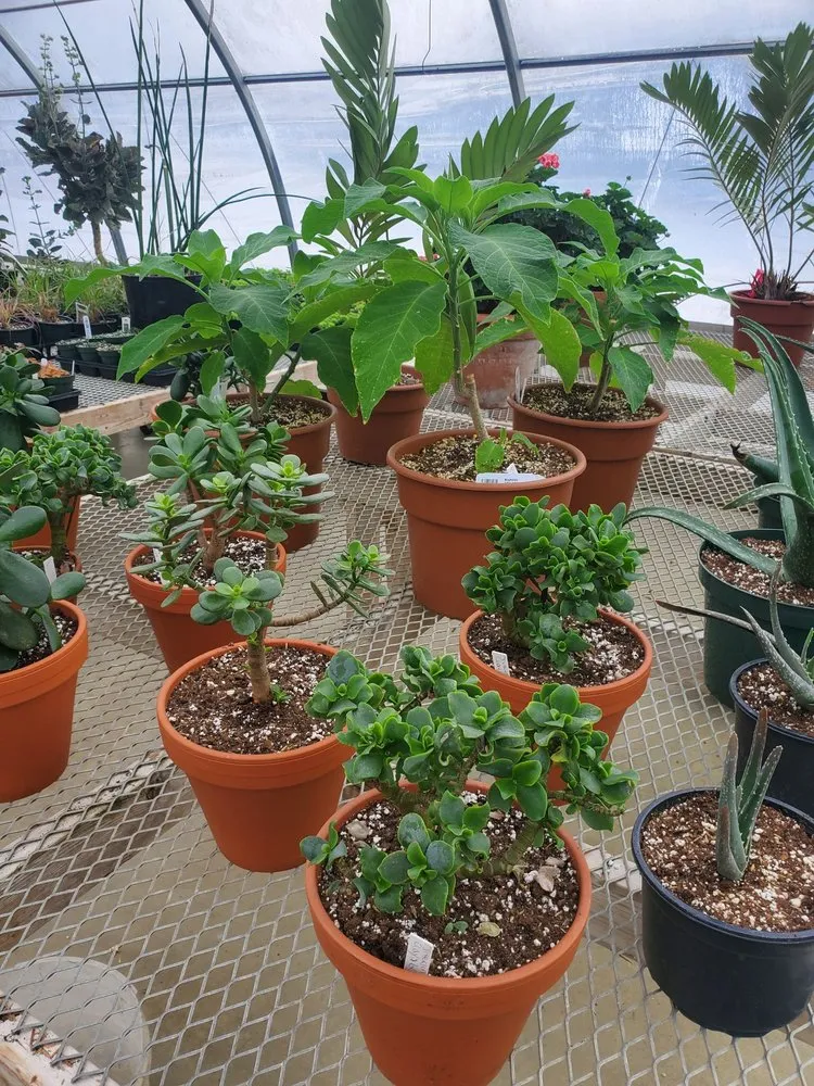 Trusted yard maintenance experts serving LaFayette, NY - Carol Watson Greenhouse & Landscaping