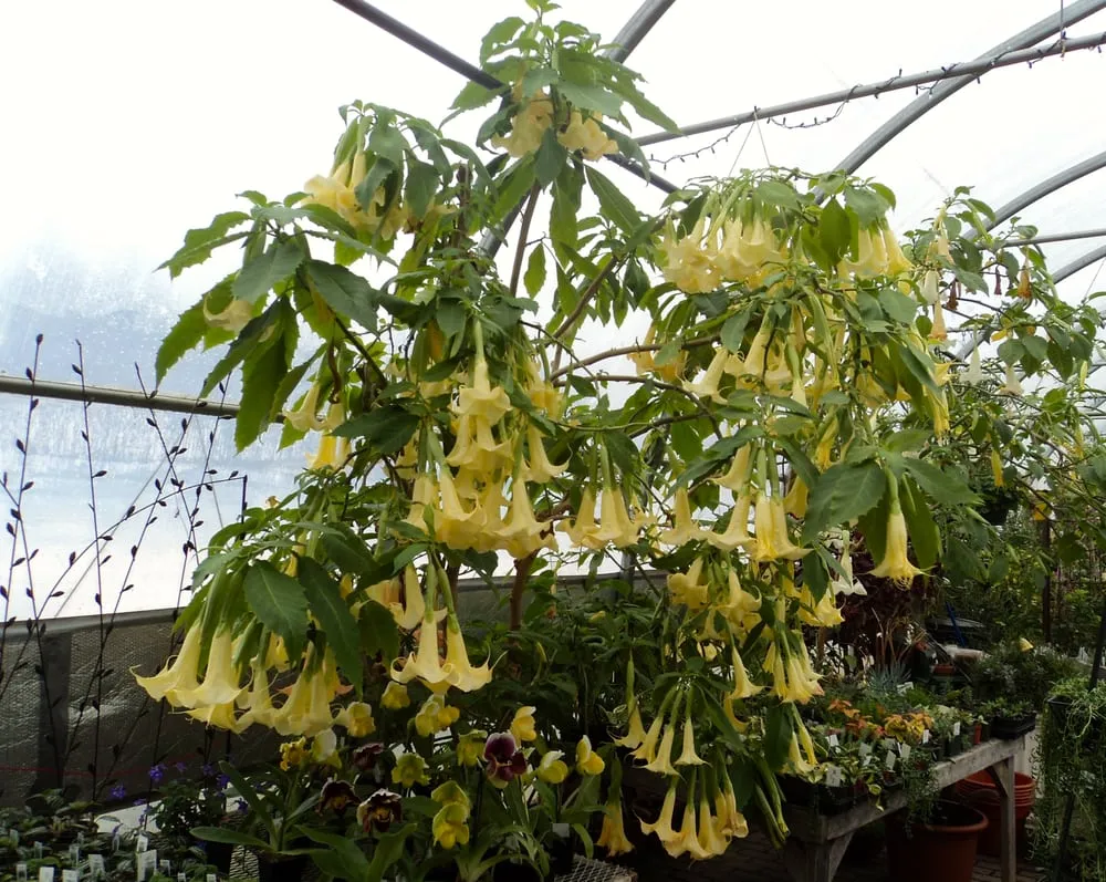 Professional lawn care service for year-round maintenance in LaFayette, NY by Carol Watson Greenhouse & Landscaping