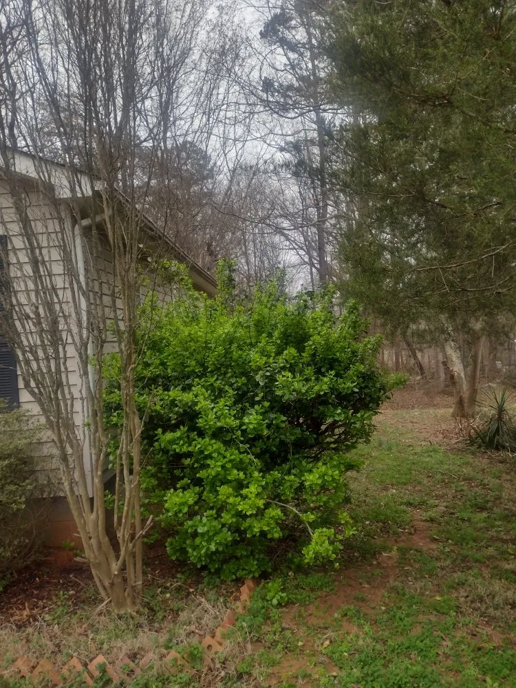 Professional landscaping services experts serving Clover, SC - Carolina Construction Cleaning