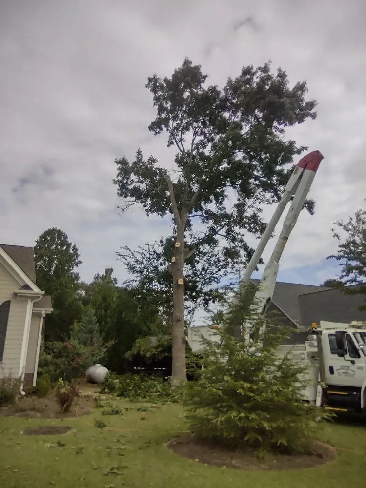Expert yard cleanup service experts serving Micro, NC - Carolina Construction Plus