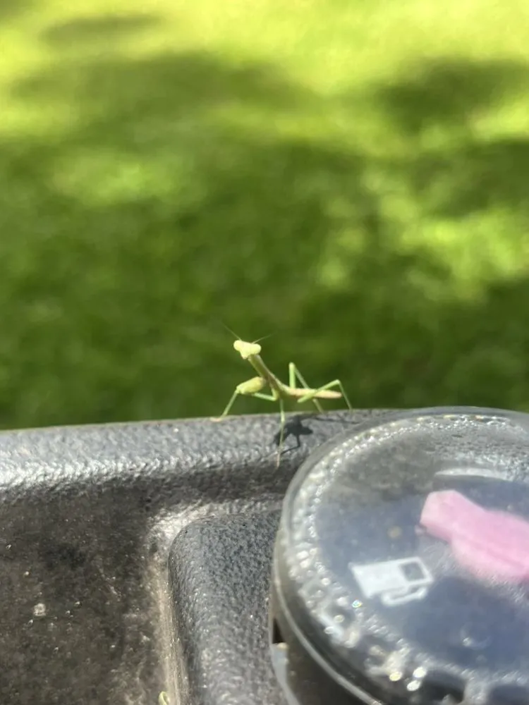 Affordable lawn care service for residential properties in Grantsboro, NC by Carolina Cuts and More
