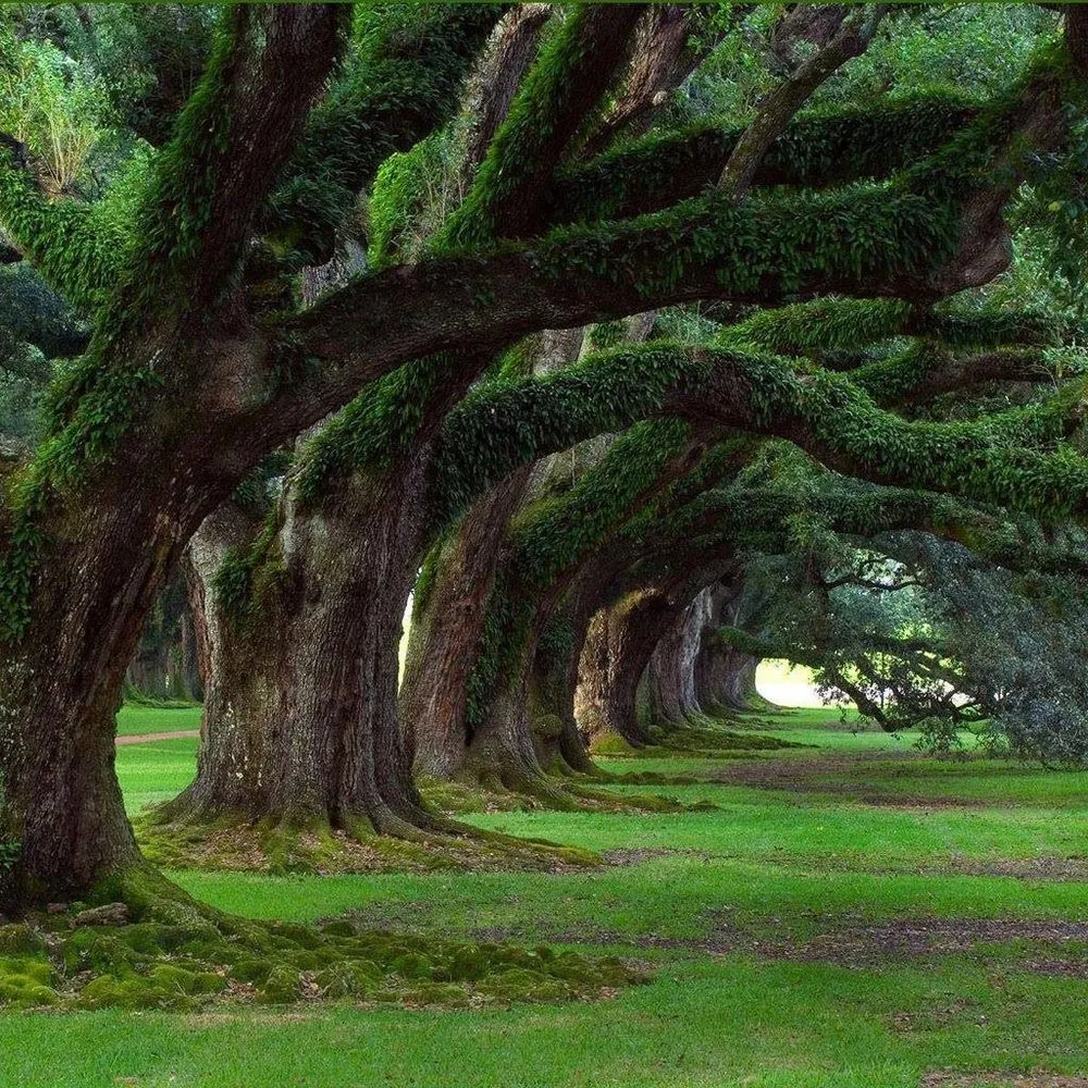 Top-rated garden landscaping for beautiful yards across Beaufort, SC - Carolina Environments