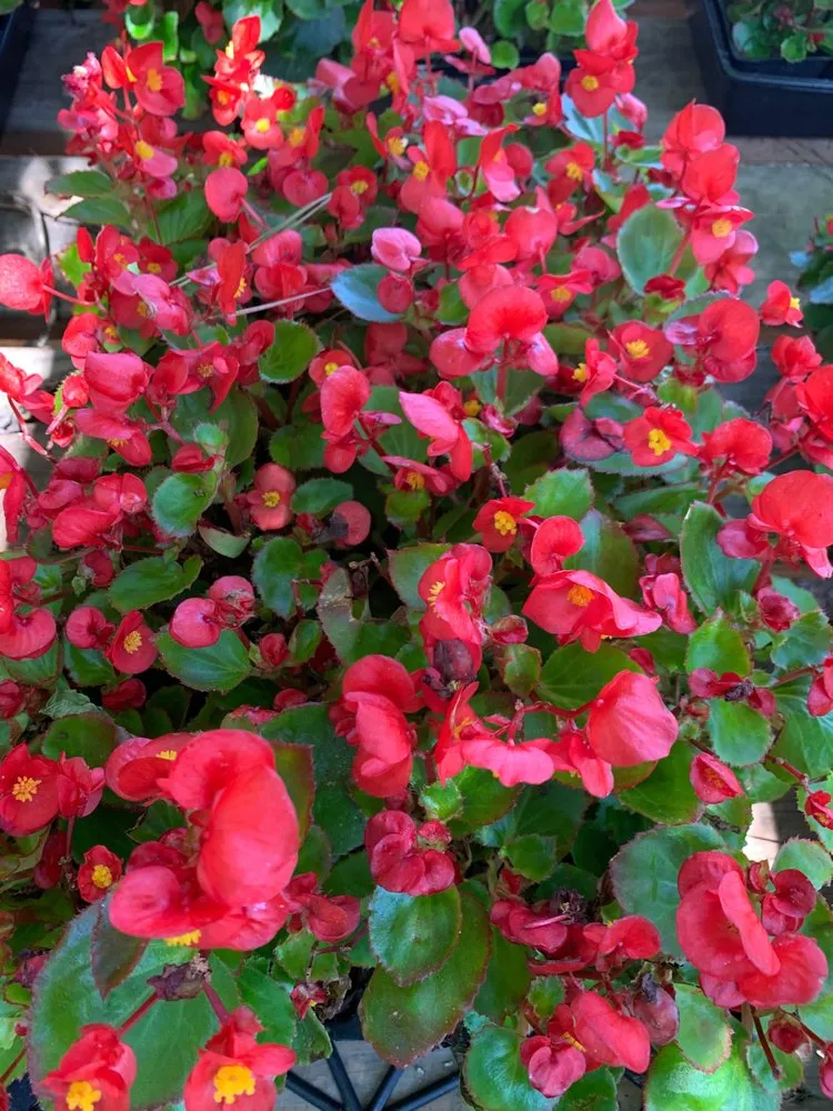 Trusted lawn care service with custom design across North Augusta, SC - Carolina Gardens