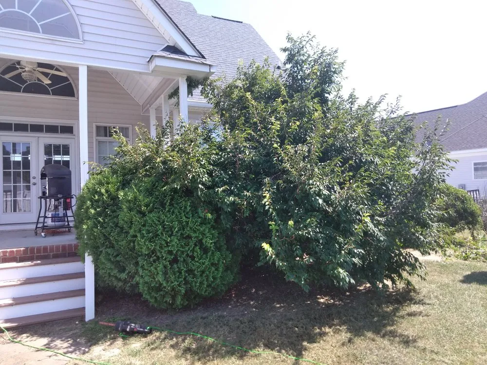 Expert lawn care service with custom design across Tarboro, NC - Carolina Gold Lawn and Detailing Services