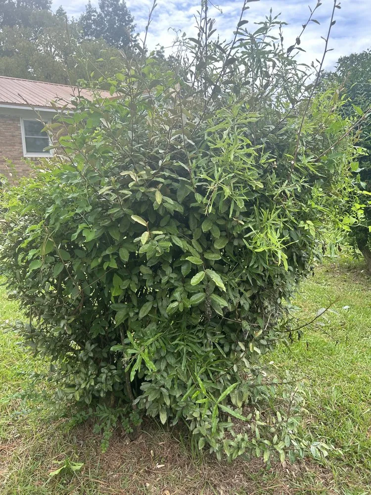 Custom yard maintenance in Garland, NC - Carolina Greens