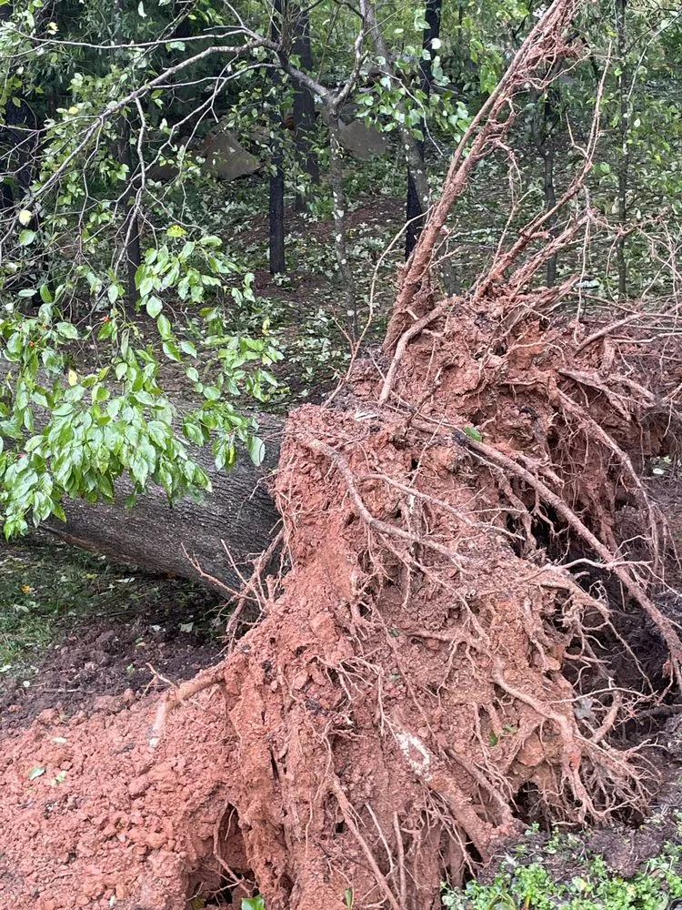 Reliable landscaping services experts serving Gaffney, SC - Carolina Hauling & Landscaping