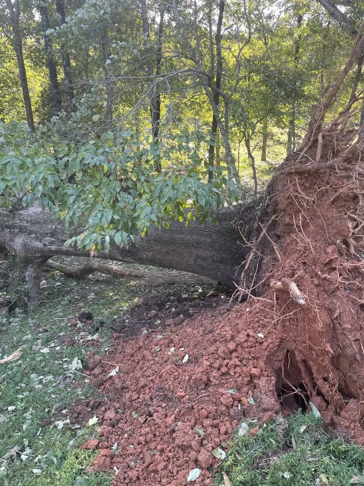 Trusted lawn care service for residential properties across Gaffney, SC - Carolina Hauling & Landscaping