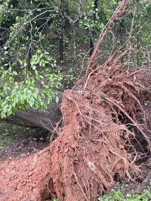 Carolina Hauling & Landscaping Logo