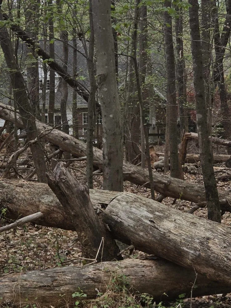 Reliable yard cleanup service for residential properties across Graham, NC - Carolina Land & Tree