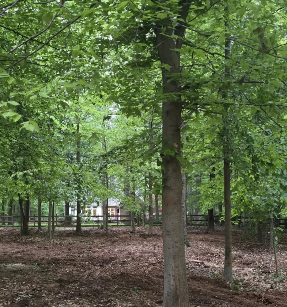 Reliable residential landscaping experts serving Graham, NC - Carolina Land & Tree