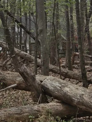 Carolina Land & Tree Logo