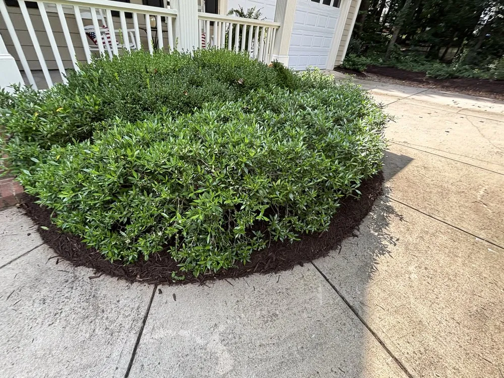 Affordable landscaping services for year-round maintenance in Ellerbe, NC by Carolina Landscape and Designs