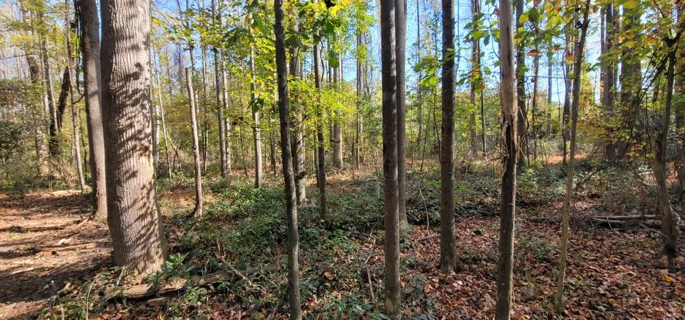 Reliable landscape design in Lumberton, NC by Carolina Landscaping & Farming