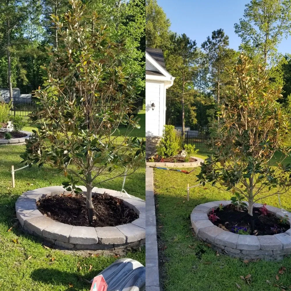 Expert landscape design for year-round maintenance across North Myrtle Beach, SC - carolina landscaping and clean up